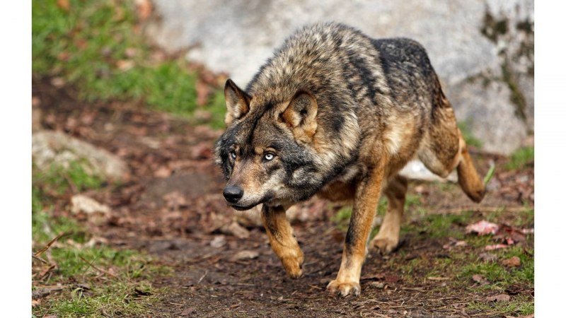 Иберийский волк (canis Lupus signatus)