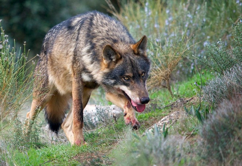 Mexican Wolf