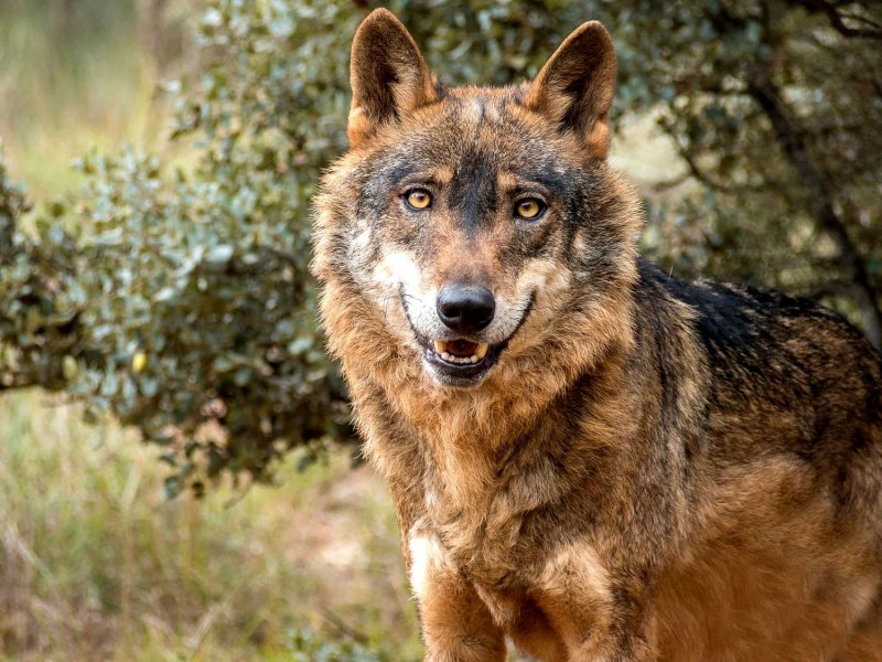 Иберийский волк (canis Lupus signatus)