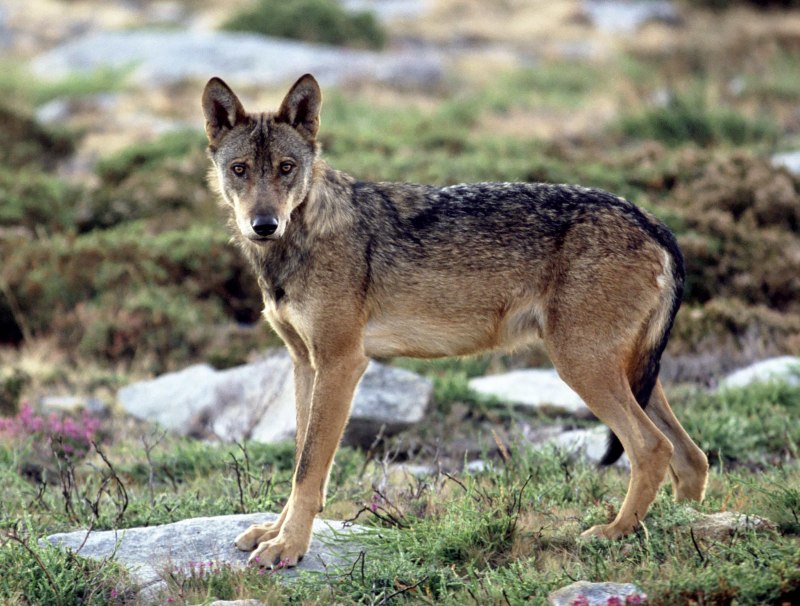Иберийский волк (canis Lupus signatus)