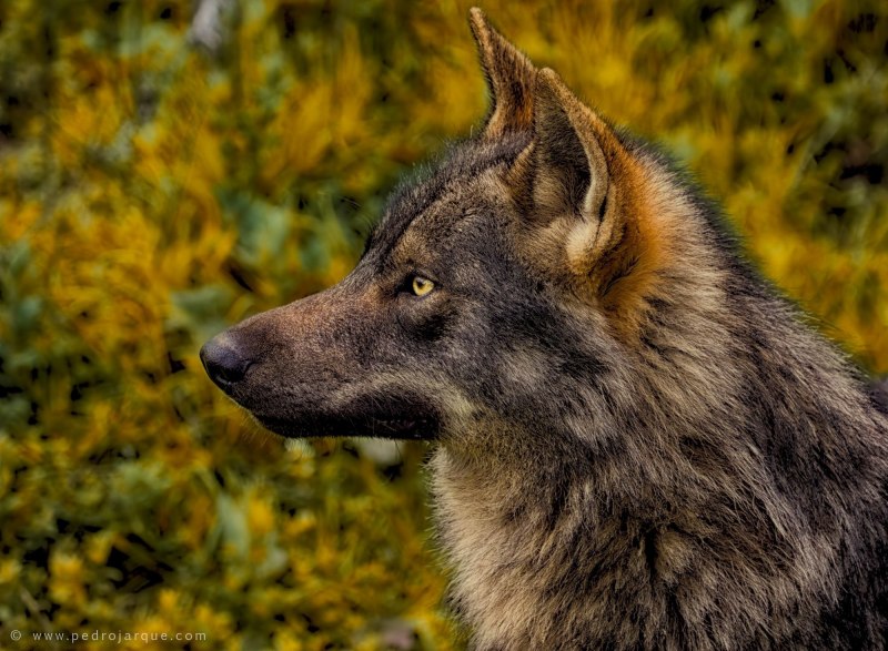 Canis Lupus Campestris