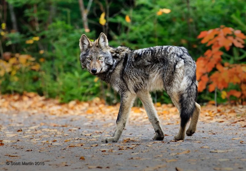 Place for Wolves