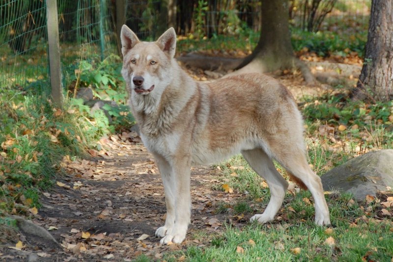 Canis Lupus irremotus