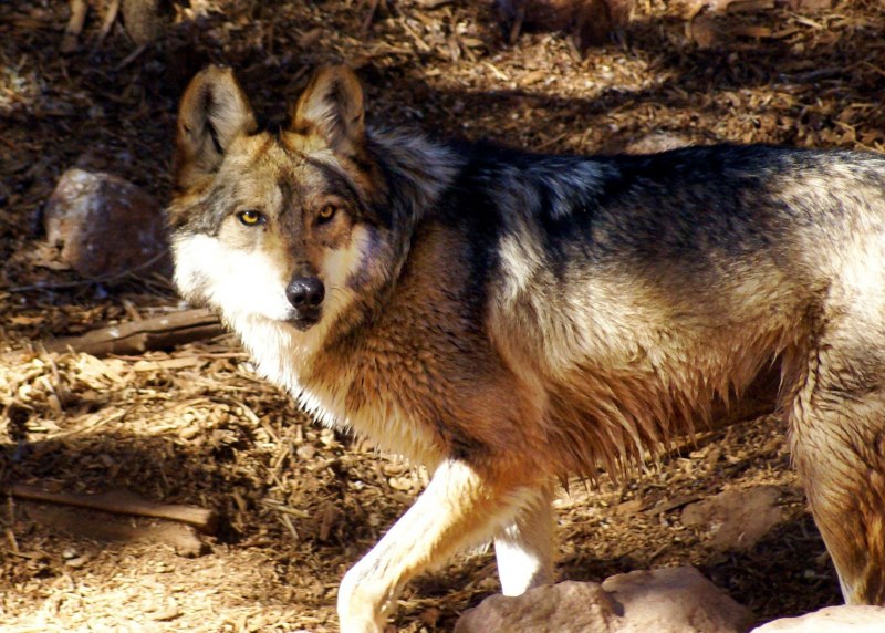 Canis Lupus alces