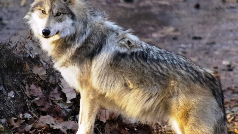 Canis Lupus Lycaon