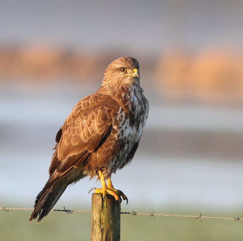 Обыкновенный канюк Buteo Buteo