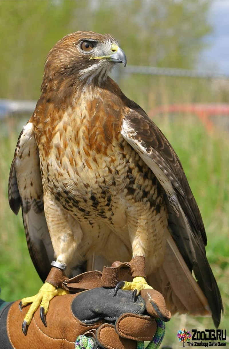 Hawk meaning