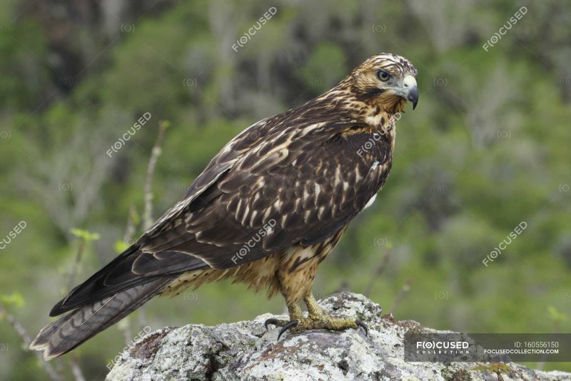 Galapagos Hawk