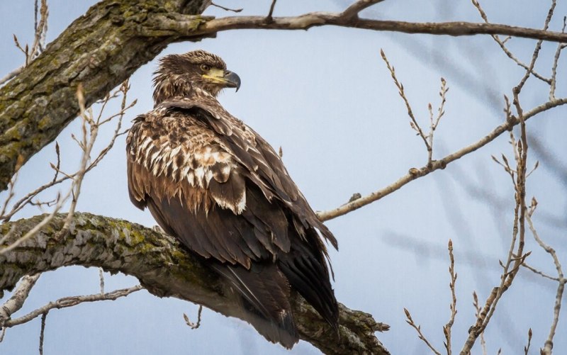 Обыкновенный канюк Buteo Buteo