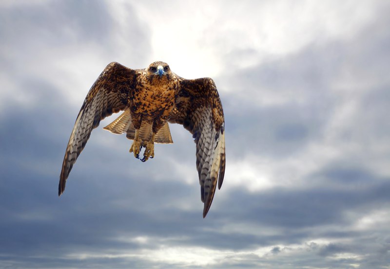 Galapagos Hawk