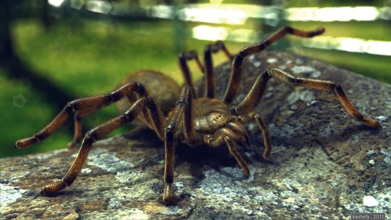 Atypus паук