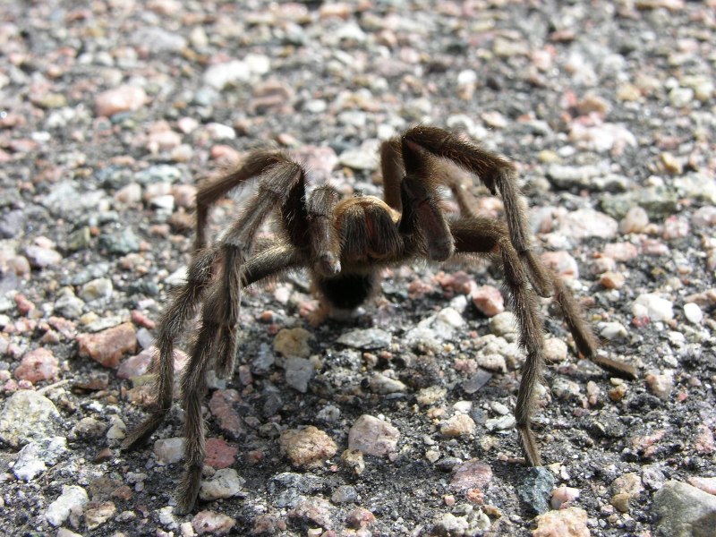 Паук-землекоп Atypus Medius