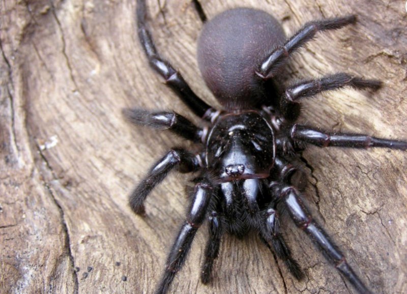 Atypus affinis
