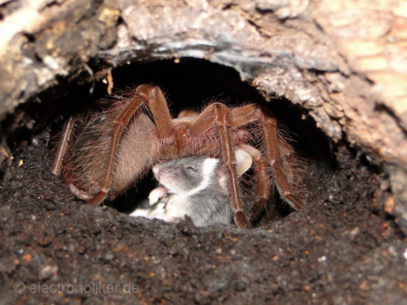 Крот обыкновенный (talpa europaea)