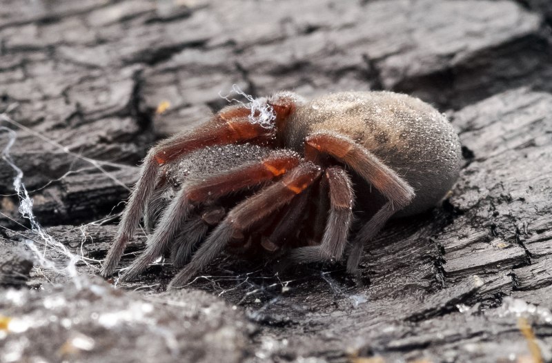 Atypus muralis Bertkau