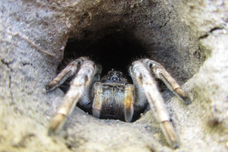 Liphistius malayanus
