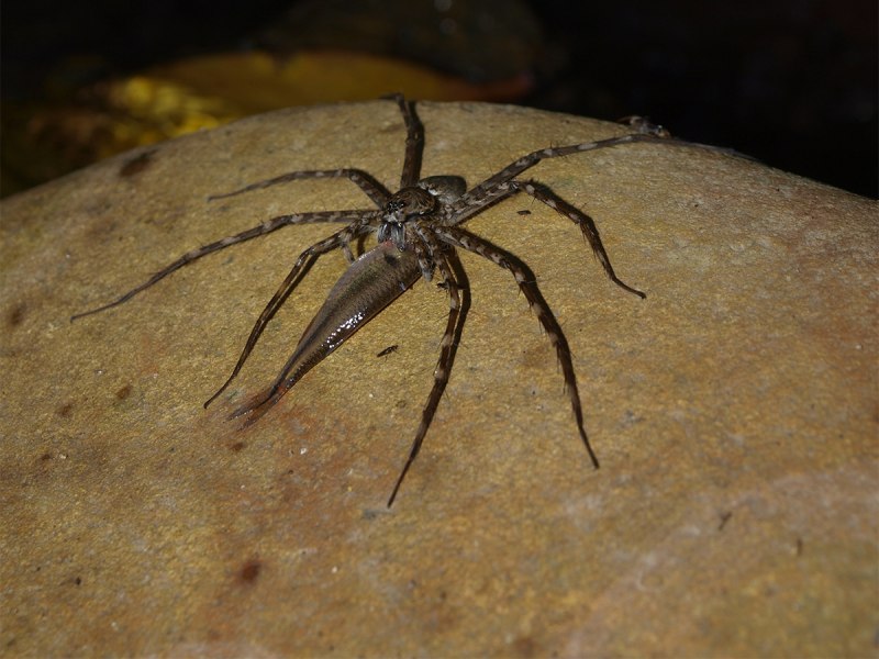 Коричневый паук-отшельник (Loxosceles reclusa)