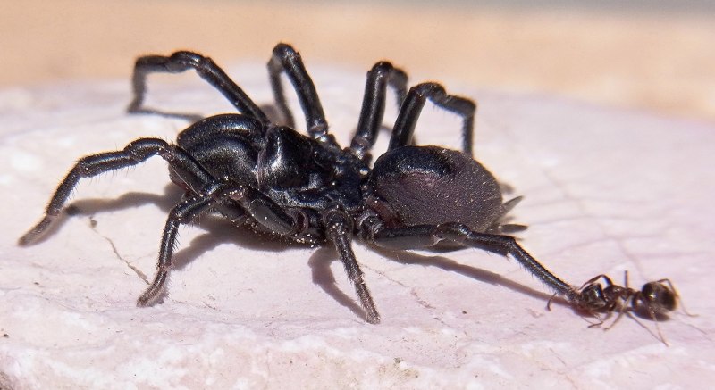 Atypus affinis