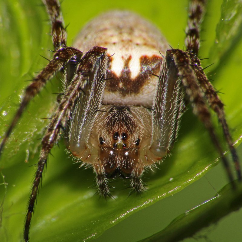 Liphistius malayanus