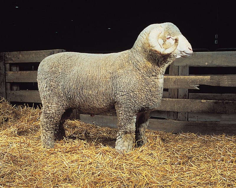 Овца линкольн (65 фото)