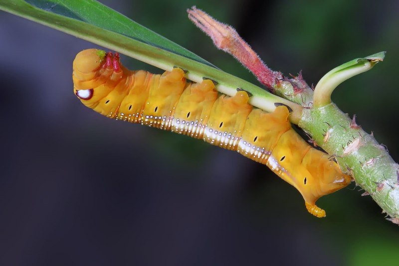 Limacodidae гусеницы