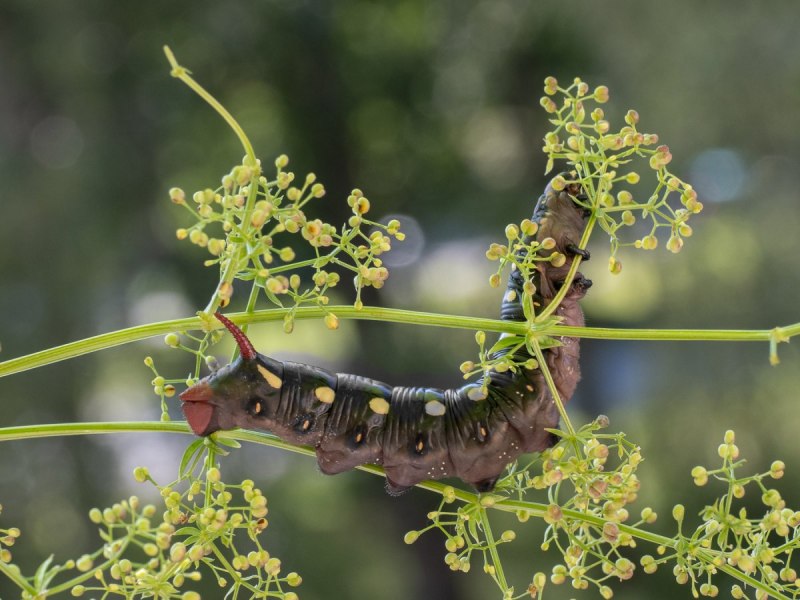 Spicebush Swallowtail Caterpillar