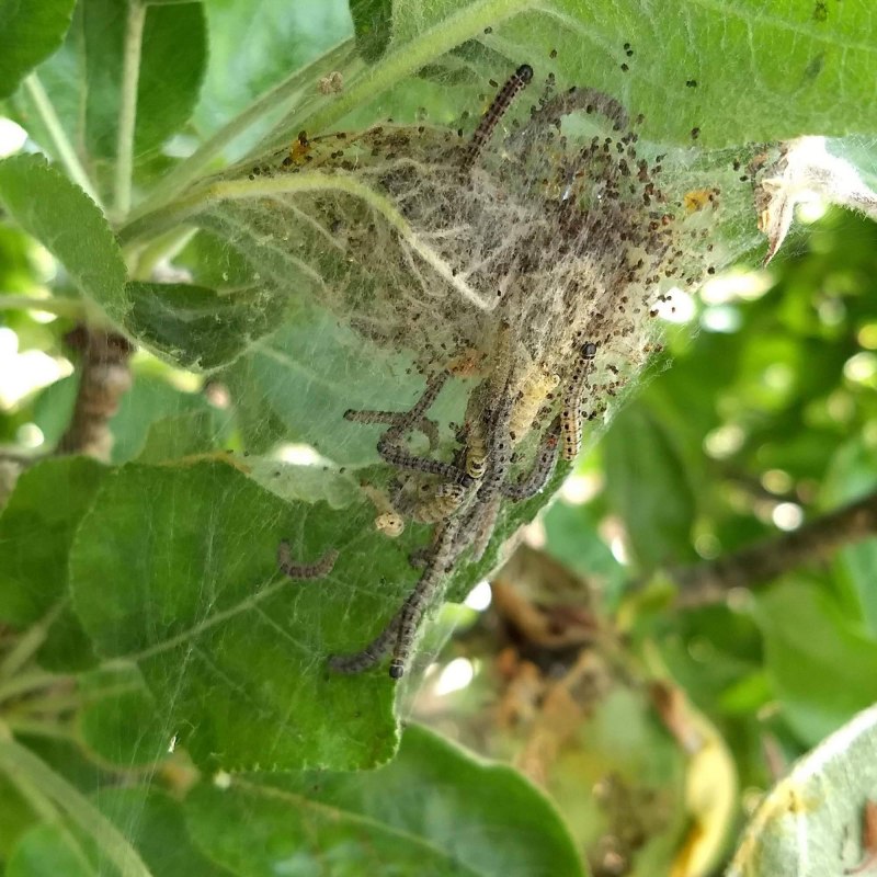 Myzus persicae Myzus persicae