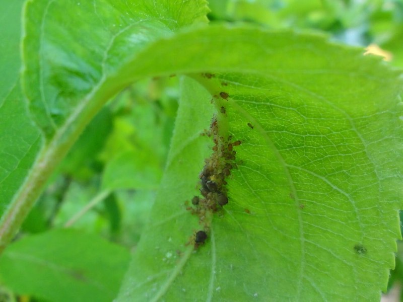 Зеленая яблонная тля (Aphis Pomi deg.)