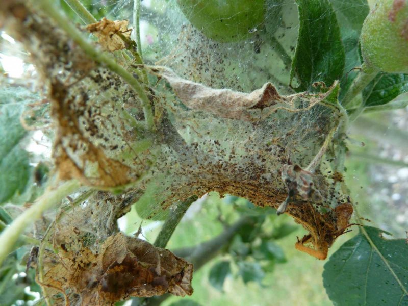 Тля Гороховая (Acyrthosiphon Pisum
