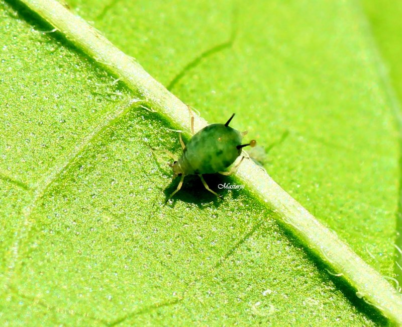 Aphis punicae THEOB