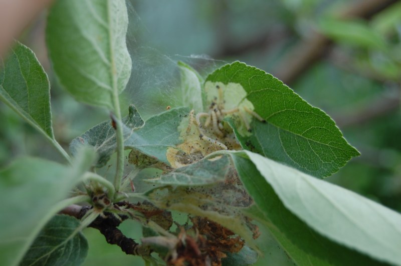 Тля Гороховая (Acyrtosiphon pisi)
