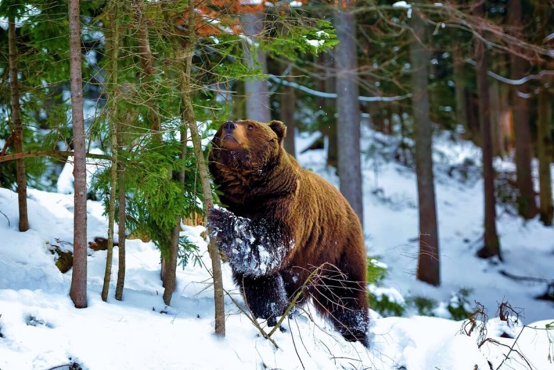 Бурый медведь (Ursus arctos)