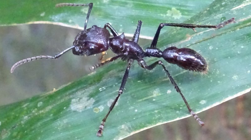 Paraponera муравей