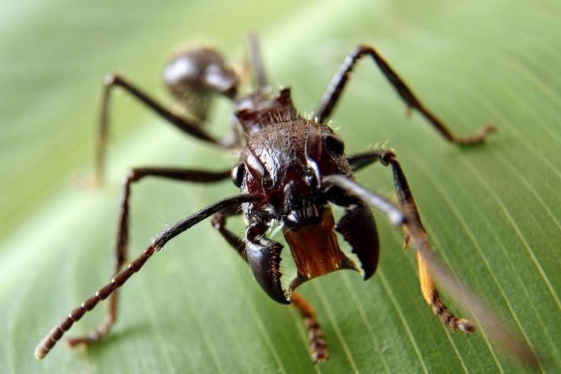 Paraponera clavata укус