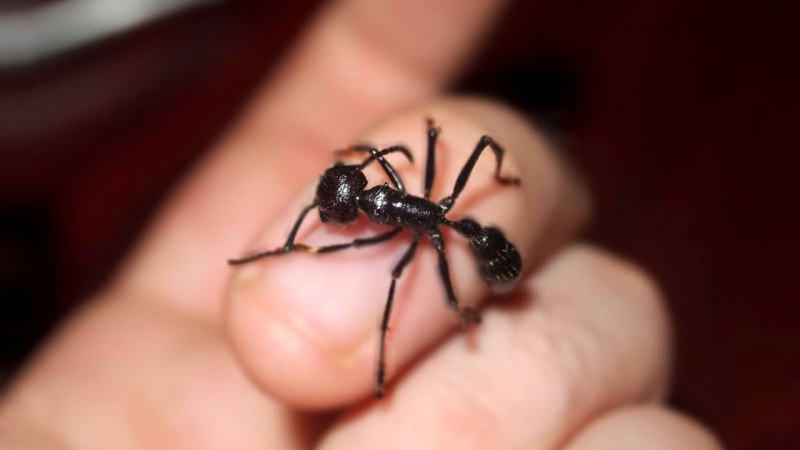 Paraponera clavata укус