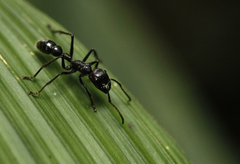 Paraponera clavata укус