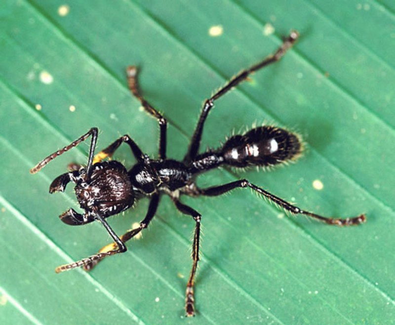 Муравей Paraponera clavata