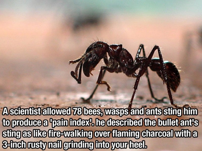 Paraponera clavata
