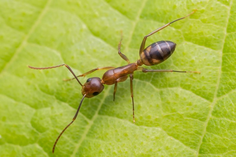 Calyptomyrmex Danum