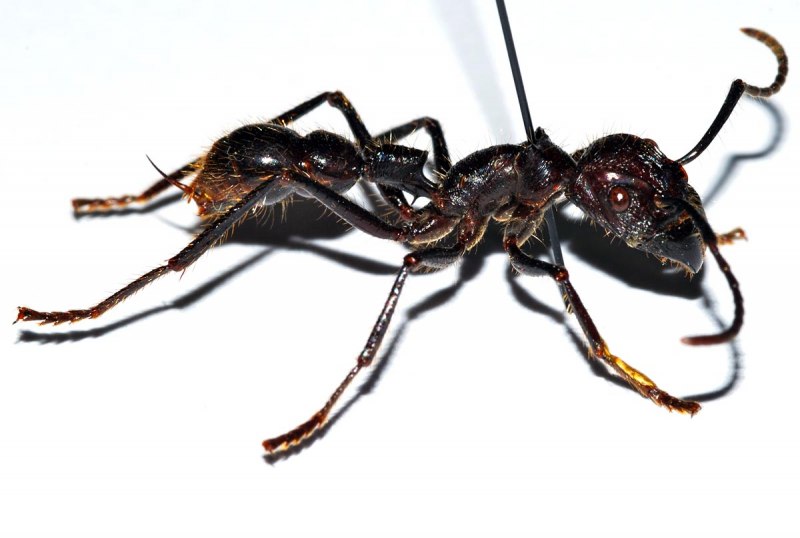 Paraponera clavata укус