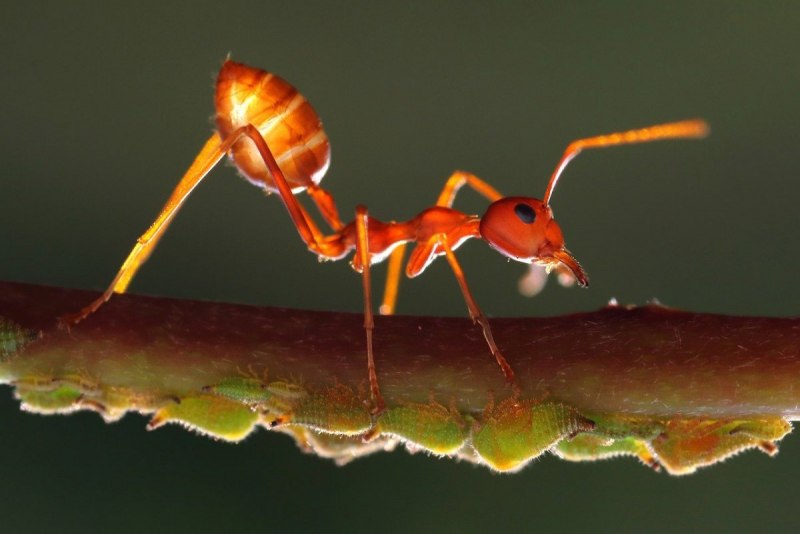 Муравей Paraponera clavata