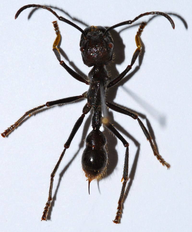 Paraponera муравей