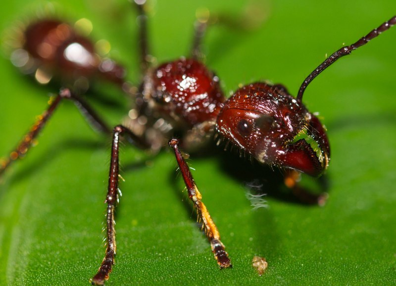 Тропические муравьи Paraponera clavata