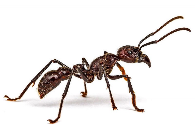 Ectatomma tuberculatum