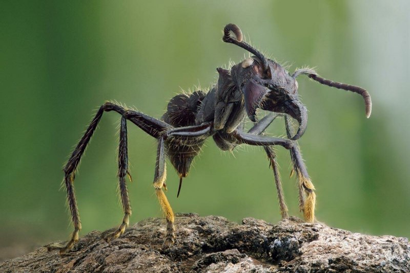 Paraponera clavata