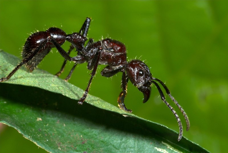 Муравей Paraponera clavata