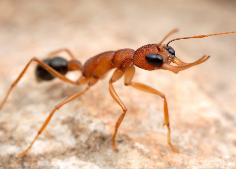Thaumatomyrmex Atrox