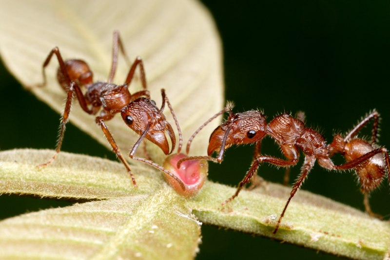 Paraponera clavata матка