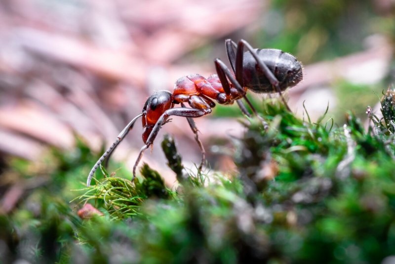 Муравьи Myrmecia