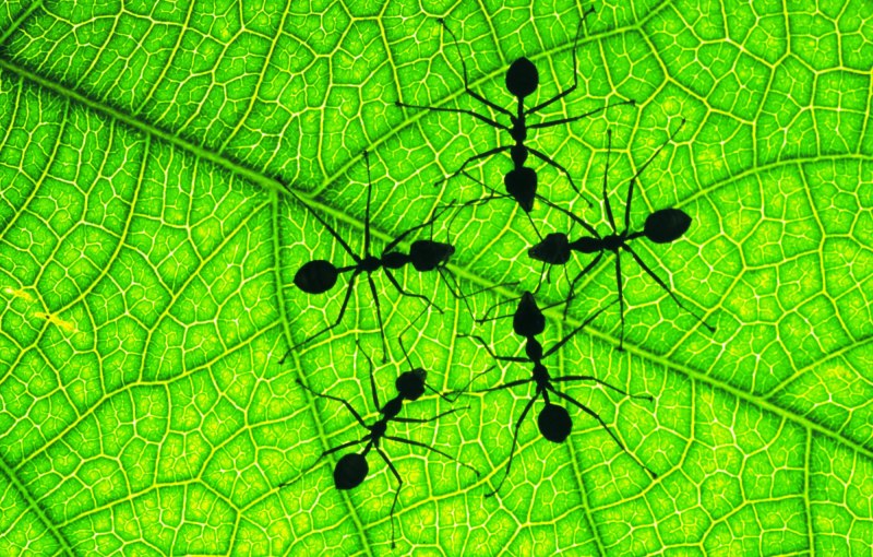 Paraponera clavata матка